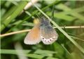 Coenonympha gardetta